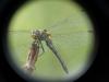 Sympetrum sanguineum
